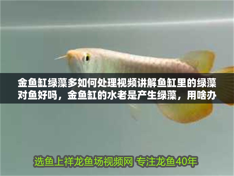 金魚缸綠藻多如何處理視頻講解魚缸里的綠藻對魚好嗎，金魚缸的水老是產生綠藻，用啥辦法消除綠藻