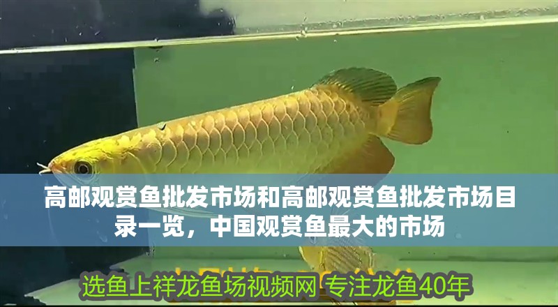 高郵觀賞魚批發市場和高郵觀賞魚批發市場目錄一覽，中國觀賞魚最大的市場