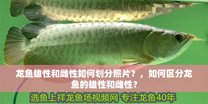 龍魚雄性和雌性如何劃分照片？，如何區(qū)分龍魚的雄性和雌性？