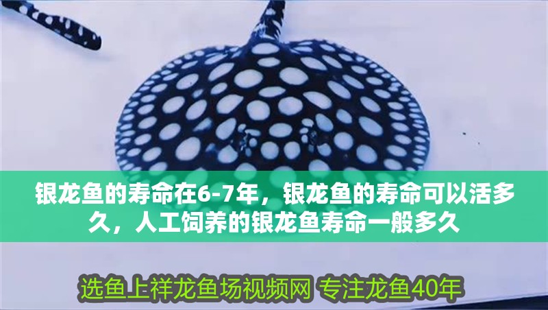 銀龍魚的壽命在6-7年，銀龍魚的壽命可以活多久，人工飼養的銀龍魚壽命一般多久 銀龍魚的壽命在6-7年，銀龍魚的壽命可以活多久，人工飼養的銀龍魚壽命一般多久 觀賞魚百科 第1張