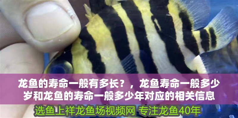 龍魚的壽命一般有多長(zhǎng)？，龍魚壽命一般多少歲和龍魚的壽命一般多少年對(duì)應(yīng)的相關(guān)信息 龍魚的壽命一般有多長(zhǎng)？，龍魚壽命一般多少歲和龍魚的壽命一般多少年對(duì)應(yīng)的相關(guān)信息 觀賞魚百科 第1張