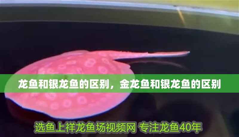 龍魚和銀龍魚的區別，金龍魚和銀龍魚的區別