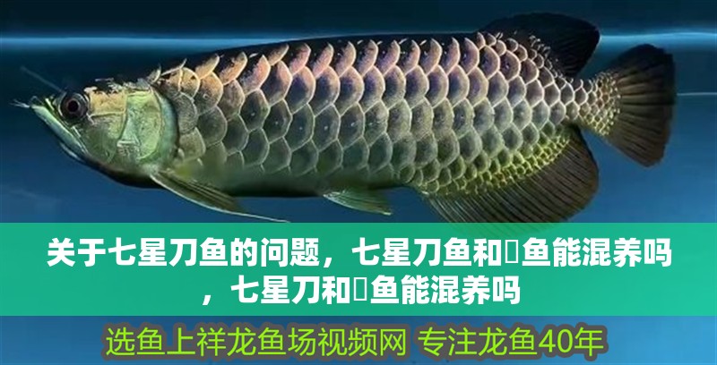 關于七星刀魚的問題，七星刀魚和魟魚能混養嗎，七星刀和魟魚能混養嗎