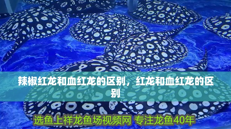 辣椒紅龍和血紅龍的區(qū)別，紅龍和血紅龍的區(qū)別 辣椒紅龍和血紅龍的區(qū)別，紅龍和血紅龍的區(qū)別 觀賞魚百科 第2張
