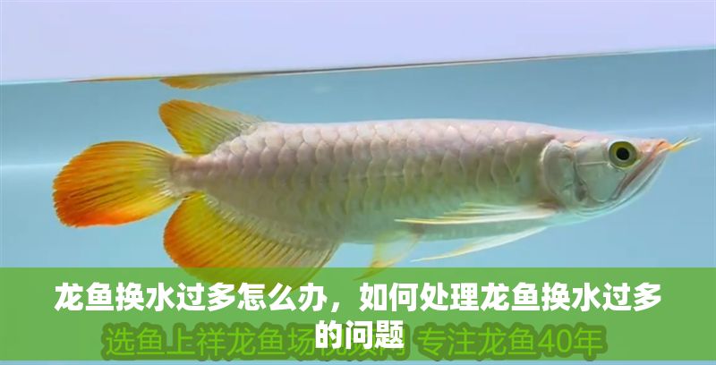 龍魚換水過多怎么辦，如何處理龍魚換水過多的問題
