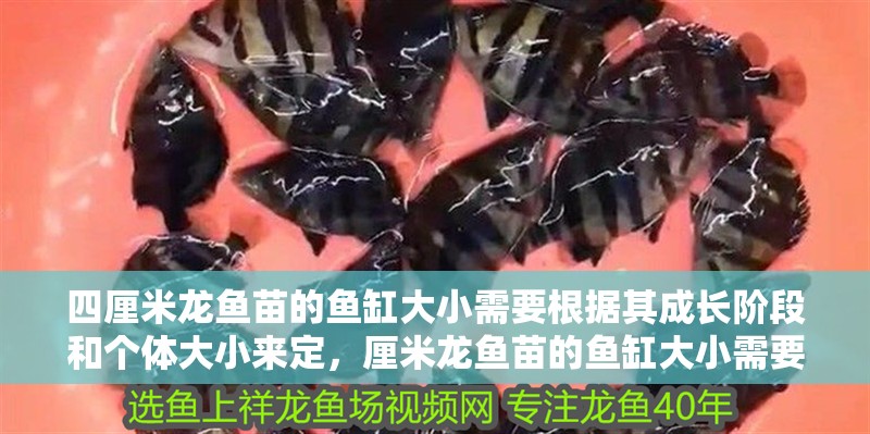 四厘米龍魚苗的魚缸大小需要根據其成長階段和個體大小來定，厘米龍魚苗的魚缸大小需要根據其成長階段和個體大小來定 四厘米龍魚苗的魚缸大小需要根據其成長階段和個體大小來定，厘米龍魚苗的魚缸大小需要根據其成長階段和個體大小來定 龍魚百科
