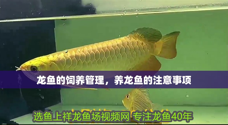 龍魚的飼養管理，養龍魚的注意事項