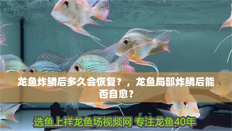 龍魚炸鱗后多久會恢復？，龍魚局部炸鱗后能否自愈？ 龍魚炸鱗后多久會恢復？，龍魚局部炸鱗后能否自愈？ 龍魚百科
