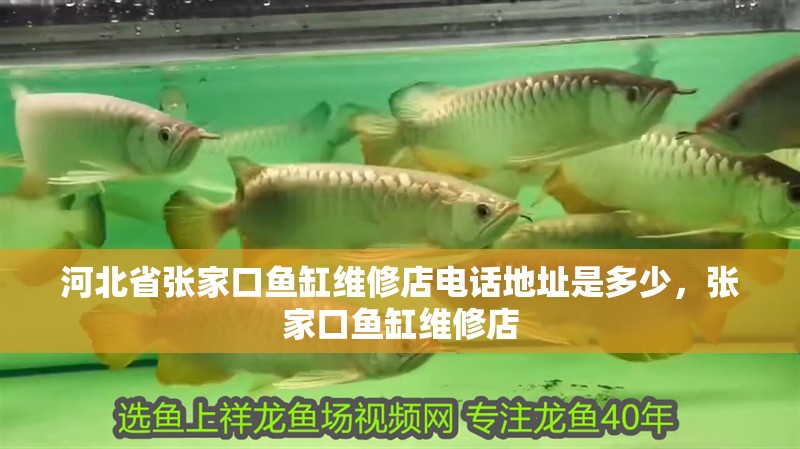 河北省張家口魚(yú)缸維修店電話(huà)地址是多少，張家口魚(yú)缸維修店