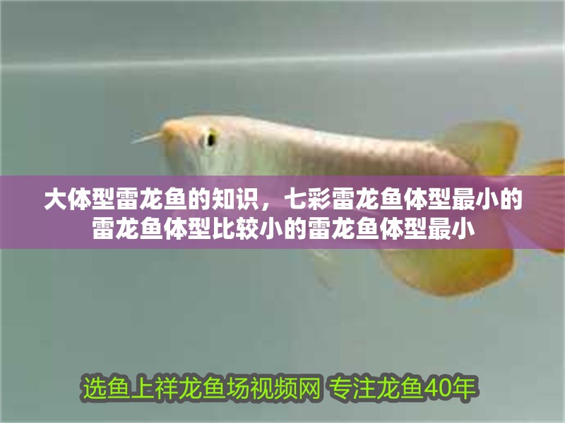 大體型雷龍魚的知識，七彩雷龍魚體型最小的雷龍魚體型比較小的雷龍魚體型最小