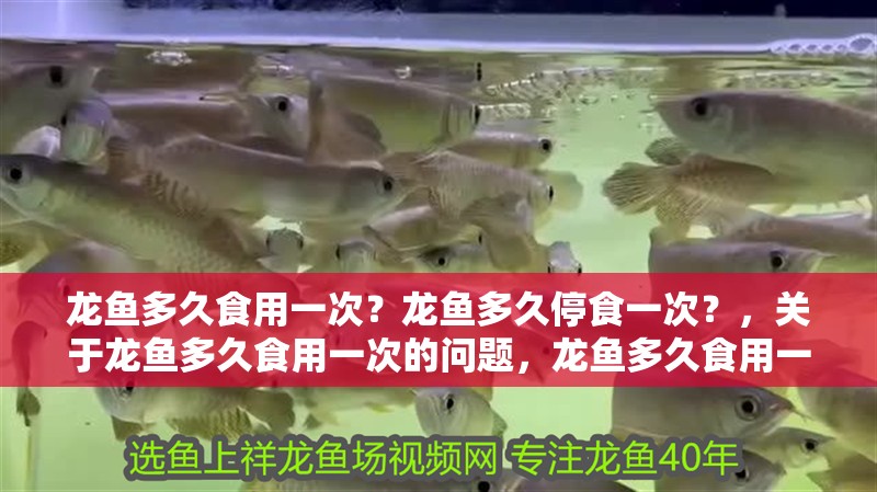 龍魚多久食用一次？龍魚多久停食一次？，關(guān)于龍魚多久食用一次的問題，龍魚多久食用一次的問題