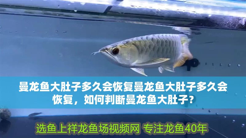 曼龍魚大肚子多久會恢復曼龍魚大肚子多久會恢復，如何判斷曼龍魚大肚子？ 曼龍魚大肚子多久會恢復曼龍魚大肚子多久會恢復，如何判斷曼龍魚大肚子？ 龍魚百科 第3張