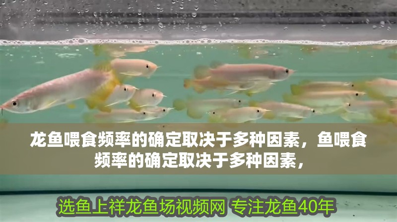 龍魚喂食頻率的確定取決于多種因素，魚喂食頻率的確定取決于多種因素，