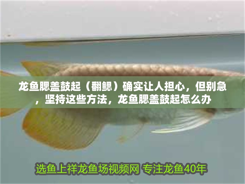 龍魚腮蓋鼓起（翻鰓）確實讓人擔心，但別急，堅持這些方法，龍魚腮蓋鼓起怎么辦