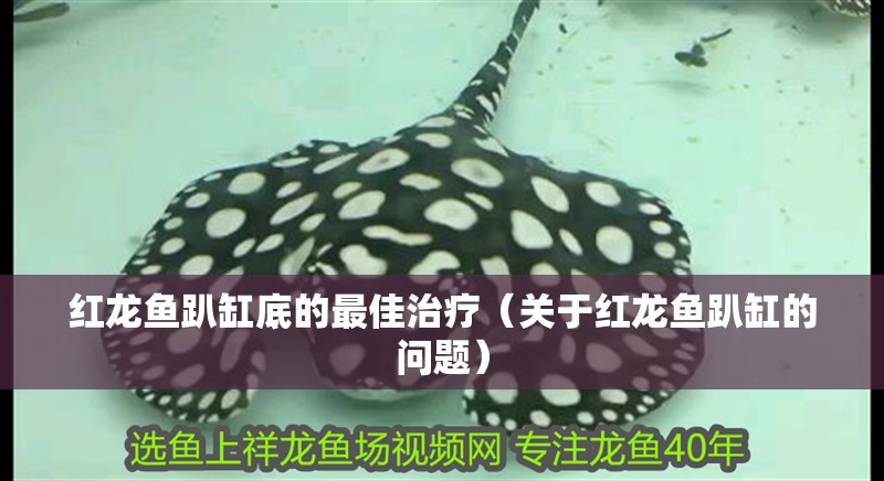 紅龍魚趴缸底的最佳治療（關于紅龍魚趴缸的問題）