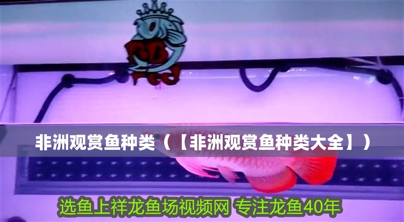 非洲觀賞魚種類（【非洲觀賞魚種類大全】）