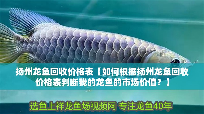 揚州龍魚回收價格表【如何根據揚州龍魚回收價格表判斷我的龍魚的市場價值？】