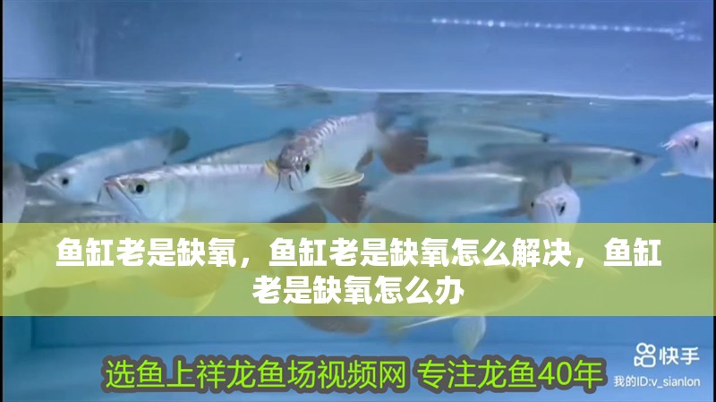 魚缸老是缺氧，魚缸老是缺氧怎么解決，魚缸老是缺氧怎么辦