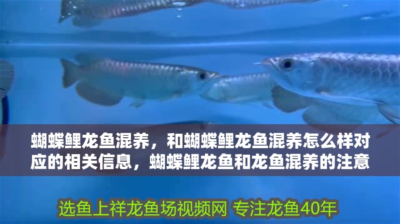 蝴蝶鯉龍魚混養(yǎng)，和蝴蝶鯉龍魚混養(yǎng)怎么樣對(duì)應(yīng)的相關(guān)信息，蝴蝶鯉龍魚和龍魚混養(yǎng)的注意事項(xiàng)