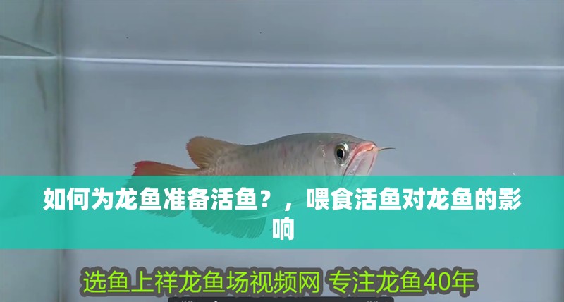 如何為龍魚準備活魚？，喂食活魚對龍魚的影響
