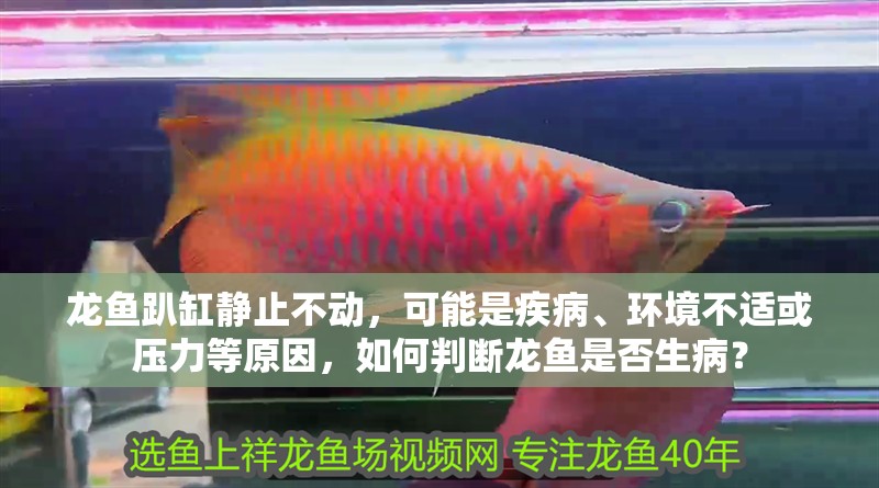 龍魚趴缸靜止不動，可能是疾病、環境不適或壓力等原因，如何判斷龍魚是否生病？