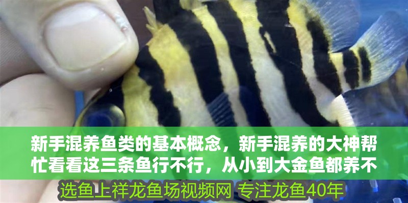 新手混養魚類的基本概念，新手混養的大神幫忙看看這三條魚行不行，從小到大金魚都養不活