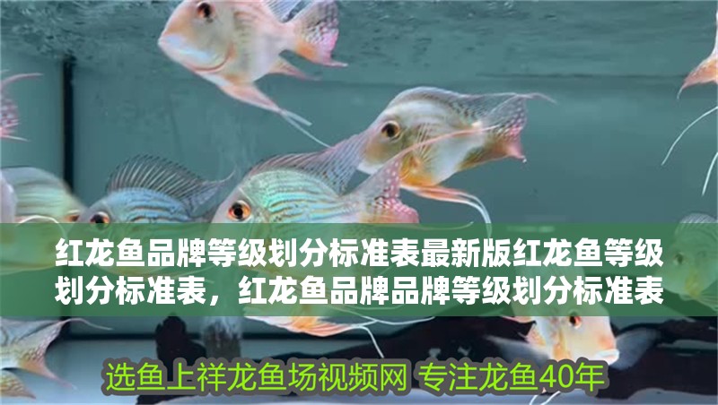 紅龍魚(yú)品牌等級(jí)劃分標(biāo)準(zhǔn)表最新版紅龍魚(yú)等級(jí)劃分標(biāo)準(zhǔn)表，紅龍魚(yú)品牌品牌等級(jí)劃分標(biāo)準(zhǔn)表