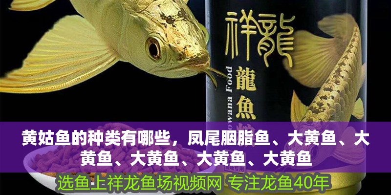 黃姑魚的種類有哪些，鳳尾胭脂魚、大黃魚、大黃魚、大黃魚、大黃魚、大黃魚