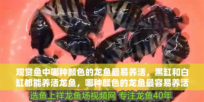 觀賞魚中哪種顏色的龍魚最易養活，黑缸和白缸都能養活龍魚，哪種顏色的龍魚最容易養活？
