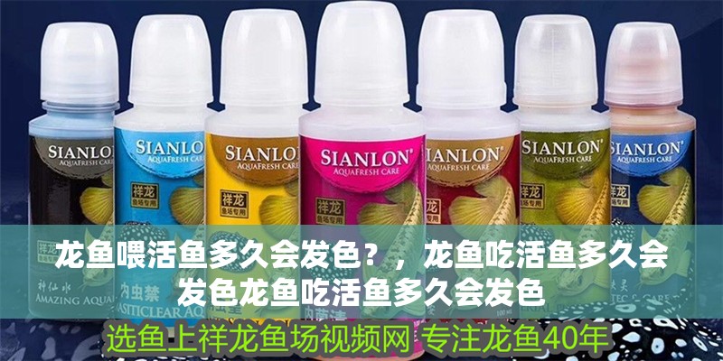 龍魚喂活魚多久會發色？，龍魚吃活魚多久會發色龍魚吃活魚多久會發色