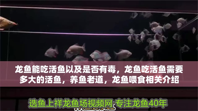 龍魚能吃活魚以及是否有毒，龍魚吃活魚需要多大的活魚，養(yǎng)魚老道，龍魚喂食相關介紹