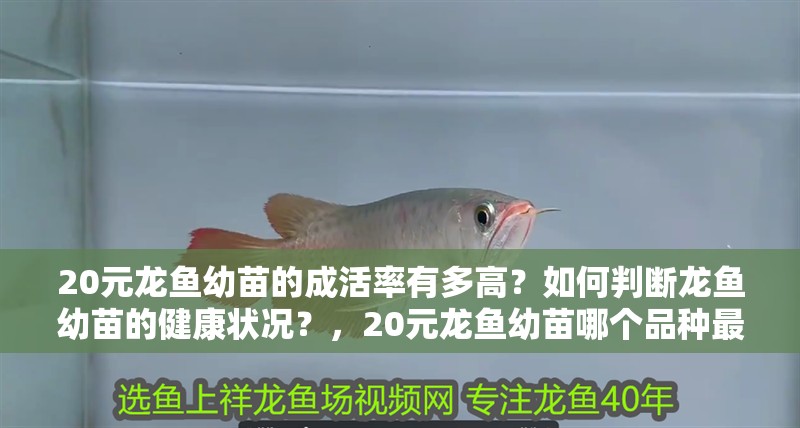 20元龍魚(yú)幼苗的成活率有多高？如何判斷龍魚(yú)幼苗的健康狀況？，20元龍魚(yú)幼苗哪個(gè)品種最受歡迎20元龍魚(yú)幼苗哪個(gè)品種最受歡迎