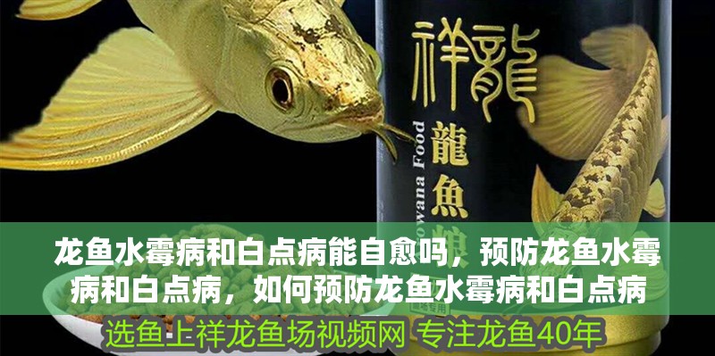 龍魚水霉病和白點病能自愈嗎，預防龍魚水霉病和白點病，如何預防龍魚水霉病和白點病