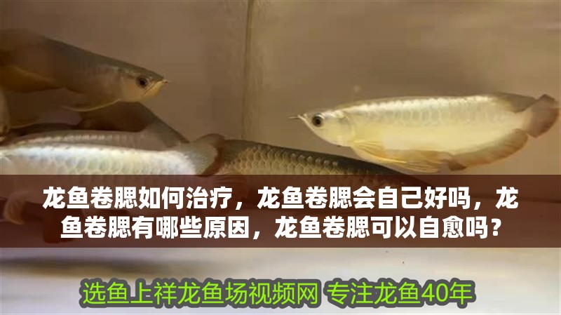 龍魚卷腮如何治療，龍魚卷腮會自己好嗎，龍魚卷腮有哪些原因，龍魚卷腮可以自愈嗎？