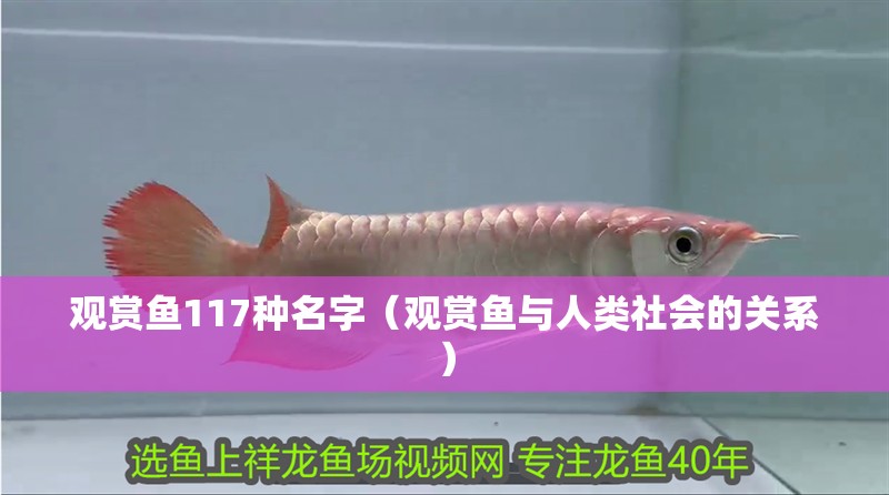 觀賞魚117種名字（觀賞魚與人類社會的關系）