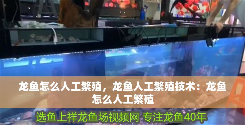 龍魚怎么人工繁殖，龍魚人工繁殖技術：龍魚怎么人工繁殖