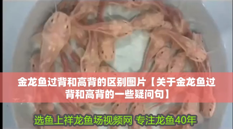 金龍魚過背和高背的區別圖片【關于金龍魚過背和高背的一些疑問句】