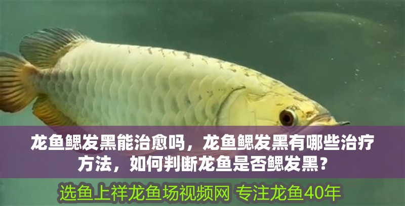 龍魚鰓發(fā)黑能治愈嗎，龍魚鰓發(fā)黑有哪些治療方法，如何判斷龍魚是否鰓發(fā)黑？