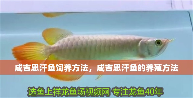 成吉思汗魚(yú)飼養(yǎng)方法，成吉思汗魚(yú)的養(yǎng)殖方法