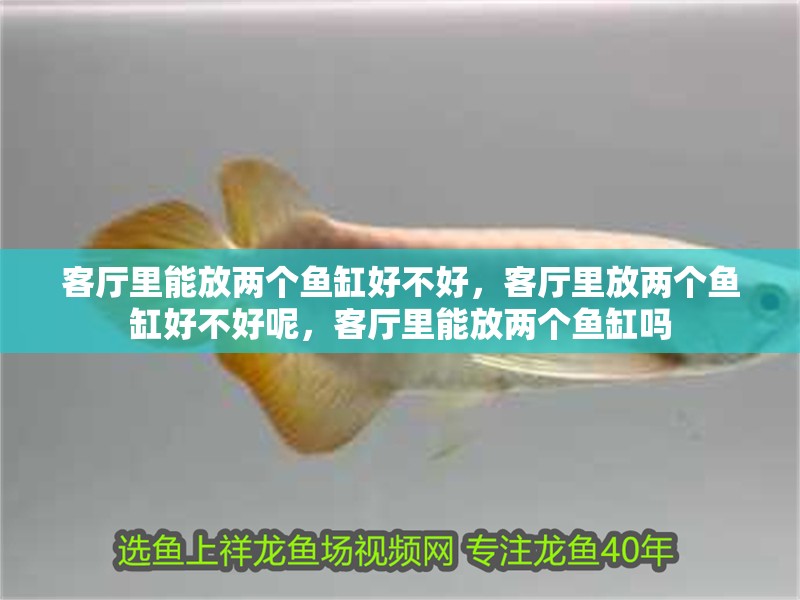 客廳里能放兩個魚缸好不好，客廳里放兩個魚缸好不好呢，客廳里能放兩個魚缸嗎