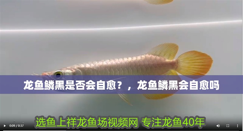 龍魚鱗黑是否會自愈？，龍魚鱗黑會自愈嗎