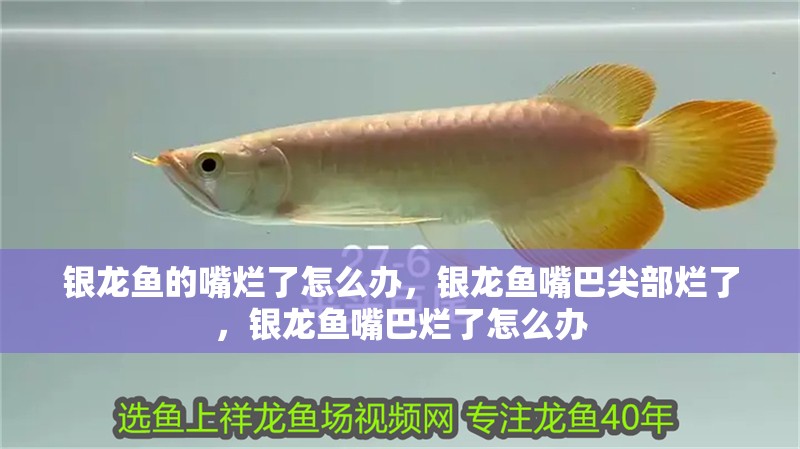 銀龍魚的嘴爛了怎么辦，銀龍魚嘴巴尖部爛了，銀龍魚嘴巴爛了怎么辦