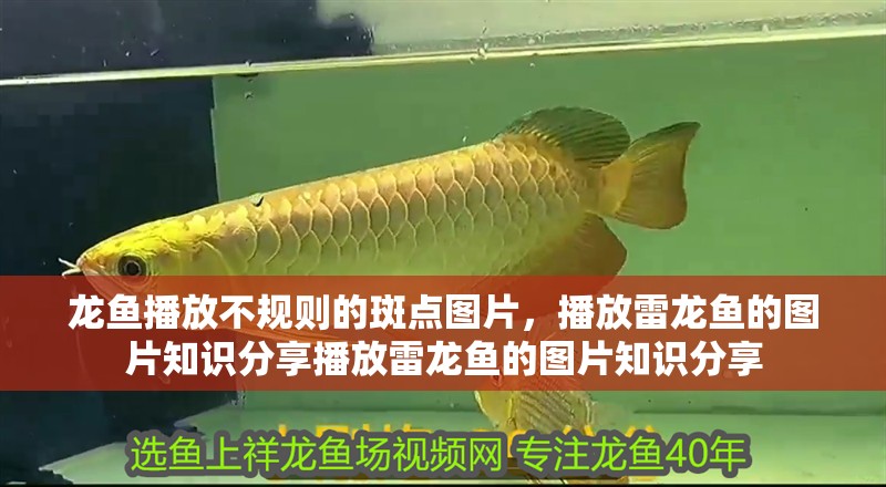 龍魚播放不規則的斑點圖片，播放雷龍魚的圖片知識分享播放雷龍魚的圖片知識分享
