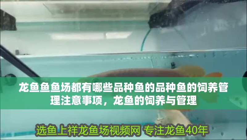 龍魚魚魚場都有哪些品種魚的品種魚的飼養(yǎng)管理注意事項，龍魚的飼養(yǎng)與管理