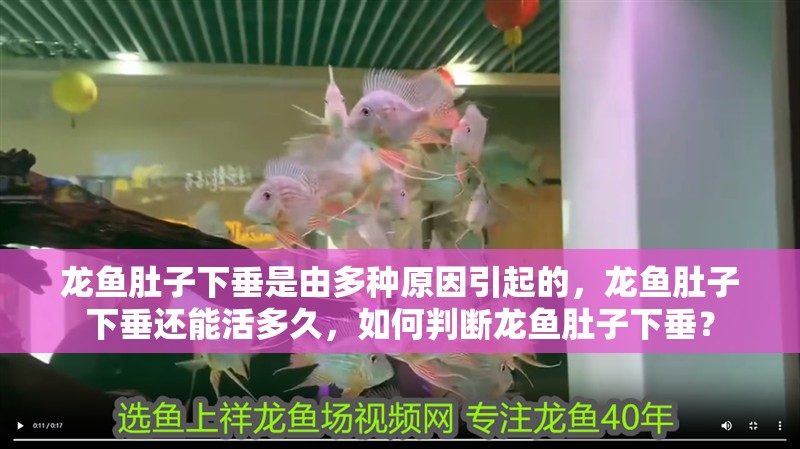 龍魚肚子下垂是由多種原因引起的，龍魚肚子下垂還能活多久，如何判斷龍魚肚子下垂？