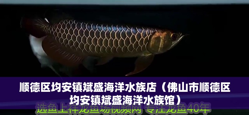 順德區(qū)均安鎮(zhèn)斌盛海洋水族店（佛山市順德區(qū)均安鎮(zhèn)斌盛海洋水族館）