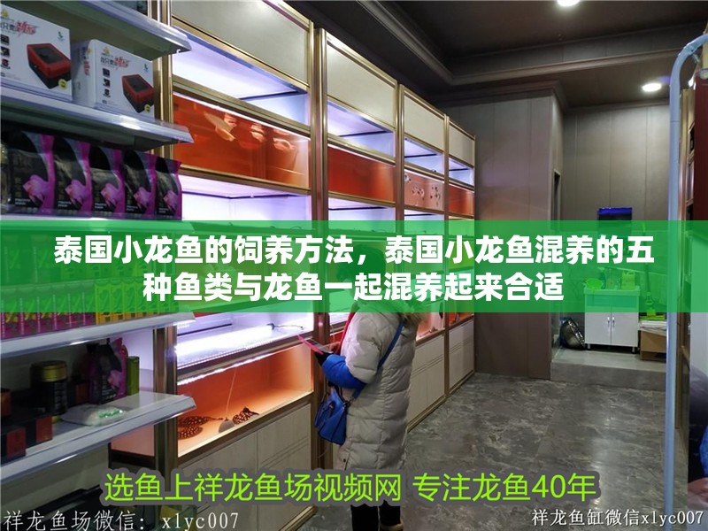 泰國小龍魚的飼養(yǎng)方法，泰國小龍魚混養(yǎng)的五種魚類與龍魚一起混養(yǎng)起來合適
