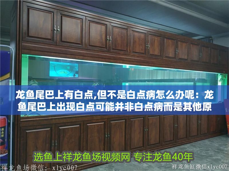 龍魚尾巴上有白點,但不是白點病怎么辦呢：龍魚尾巴上出現白點可能并非白點病而是其他原因引起的