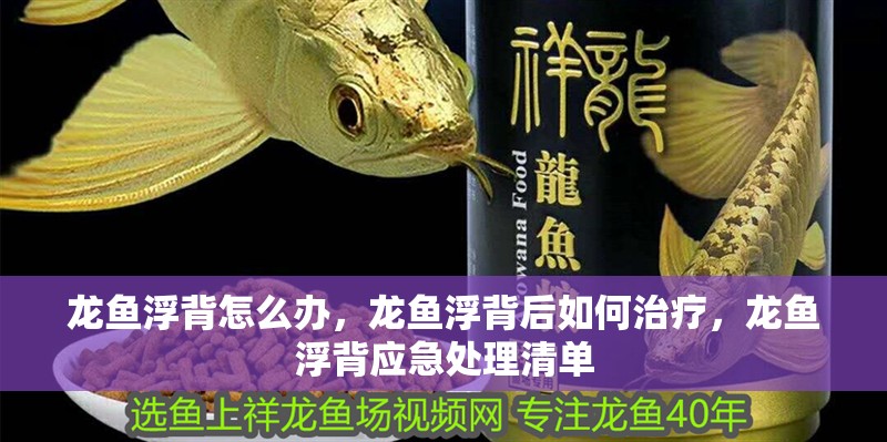 龍魚浮背怎么辦，龍魚浮背后如何治療，龍魚浮背應(yīng)急處理清單