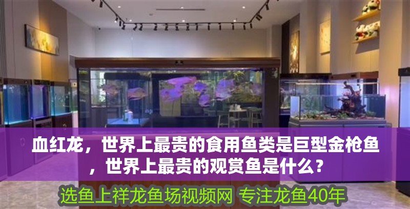 血紅龍，世界上最貴的食用魚類是巨型金槍魚，世界上最貴的觀賞魚是什么？